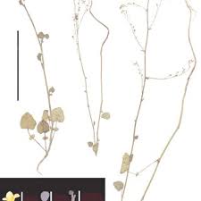 Image result for Crambe kilimandscharica