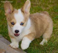 Check out our puppy finder! Pin On Corgi