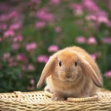 Funny Bunny Inspiration Cute Baby Bunnies Cute Bunny Pictures Pet Rabbit