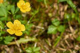 Grund genug, sich diesen hellen, leuchtenden farbton in den eigenen garten zu holen. Zwei Kleine Gelbe Blume Die Im Garten Wachst Lizenzfreie Fotos Bilder Und Stock Fotografie Image 80674511
