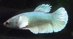 However some modern color varieties produce. Assorted Color Dumbo Female Bettas Live Freshwater Aquarium Fish Betta Betta Fish Freshwater Aquarium Fish