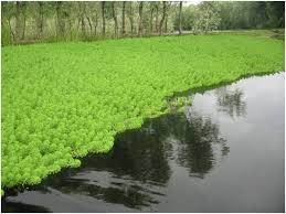 Image result for Laurembergia repens