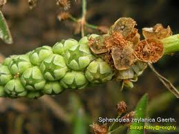Image result for Sphenoclea zeylanica