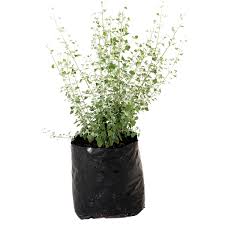 Image result for Rhagodia