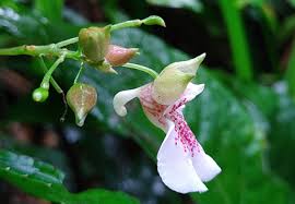 Image result for Balsaminaceae