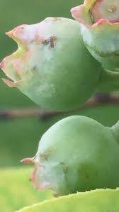 On apples, plum curculio is considered the second most damaging pest after codling moth. Blueberry Damage Could Be Plum Curculio Reduced Production Of Strawberries Indiana Yard And Garden Purdue Consumer Horticulturepurdue University Indiana Yard And Garden Purdue Consumer Horticulture