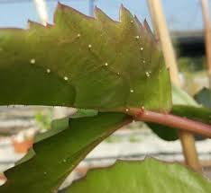 Image result for Cyphostemma adenocaule