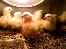 How To Raise Broiler Chicks Hobby Farms