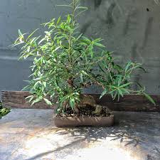 Image result for Ficus barteri