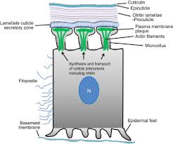 We are the only experienced bed bug eliminators. Insect Chitin Metabolism Genomics And Pest Management Sciencedirect
