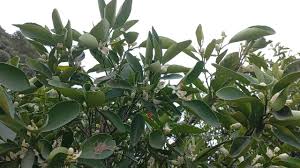 Image result for Erianthemum virescens