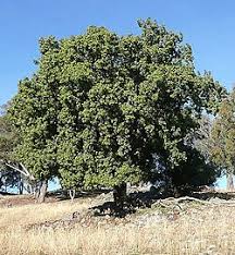 Image result for Brachychiton