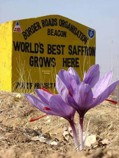 World's best Saffron grows here in Saffron Town Pampore Kashmir 🍁✌️