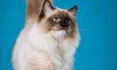 The Seal Point Ragdoll Color - RAGDOLL CATS RAGDOLL ...