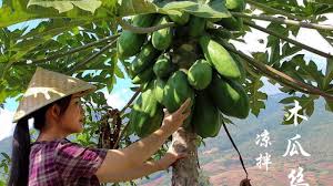 papaya olgunlastiktan sonra meyvedir dogdugunda pisirebilirsin hic papaya yedin mi food documentaries papaya recipes