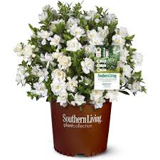 We did not find results for: Southern Living Plant Collection 2 G Jubilation Gardenia Shrub With Fragrant White Flowers 14424 The Home Depot