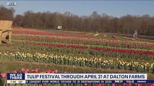 Tulips and daffodils are blooming at Dalton Farms in Swedesboro