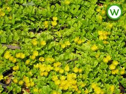 Check spelling or type a new query. Golden Creeping Jenny Lysimachia Nummularia Puddleplants