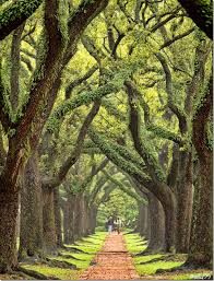 Pin By Tempo Da Delicadeza On Pathways Walking In Nature Places To Go Beautiful Places