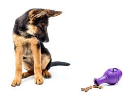 My puppy still likes the nylabone puppy chew toy. German Shepherds Smart Loyal Dogs That Need Constant Exercise