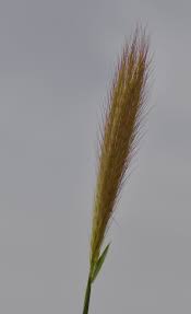 Image result for Enteropogon