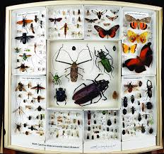 Image result for Monactinocephalus