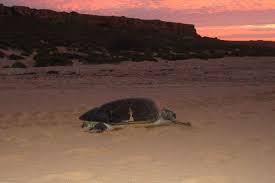 Barrow is the largest city of the north slope borough in alaska, and the northernmost city in the united states, 550 km north of the arc. A Flatback Turtle On Barrow Island Abc News Australian Broadcasting Corporation
