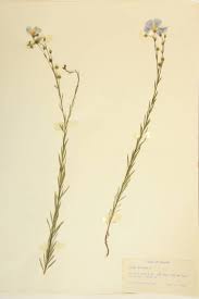 Image result for Linaceae