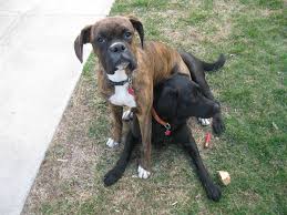 Black And White Boxer Bulldog Mix My Brindle Boxer Maverick Sitting On Our Black Lab Jaydee Brindle Boxer Boxer Bulldog Reverse Brindle Boxer