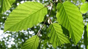 By far the easiest way to identify trees by their bark is to use an app. The Guide To British Trees Id And Facts Woodland Trust