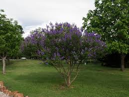 Image result for Vitex mombassae