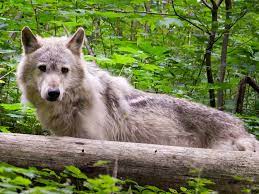 Check spelling or type a new query. Alternativer Barenpark Worbis Wolfe