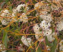 Image result for Eucalyptus camaldulensis