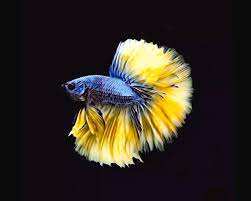 Collection by international betta congress. Blue Macaw Halfmoon Betta Fish On Black Background Digital Art By Scott Wallace Digital Designs