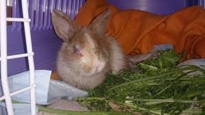 Doch wie alt werden die hoppler überhaupt? Kaninchen Kaufen