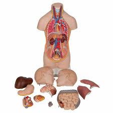 Changes in the test both halves of your mind in this human anatomy quiz. Anatomy Model Human Torso Desktop