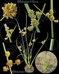 Image result for Cyperus difformis