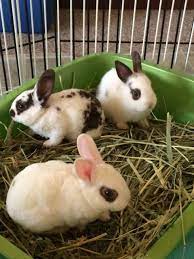 Do you give carrots and water baby bunny was born couple of days ago in my garden up on a wall. 3 1 2 Week Old Baby Bunnies Cute Bunny Baby Bunnies Rabbit