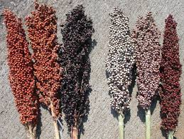 Image result for Sorghum versicolor