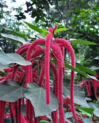 Image result for Acalypha hispida
