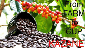Kazane International Kazane Kopi Luwak Roasted Coffee Beans In 2020