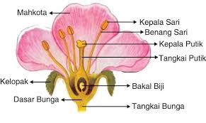Tumbuhan tingkat tinggi dan hewan berkembang biak secara seksual yaitu melalui pembuahan (fertilisasi) sel telur (gamet betina) oleh sel sperma (gamet jantan). Organ Tumbuhan Dan Fungsinya Pada Tumbuhan Tingkat Tinggi Porosilmu Com