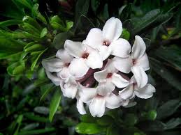 Leaflets narrowly oblong, coarsely sawtoothed. List Of 300 Flower Names A To Z With Images Florgeous