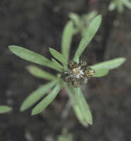 Image result for Gnaphalium unionis