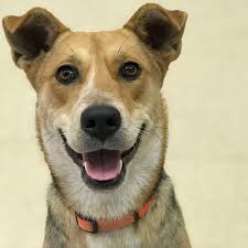 Adopt a pet aztec nm. Adopt A Pet La Plata County Humane Society