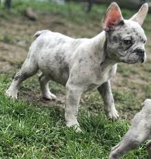 Visit our colors and patterns blog to decide on the perfect frenchie color for you! French Bulldog Breeding Services Smart K9 Fertility
