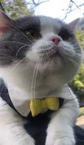 Very Funny Amazing Cat Voice Video Cute Cat Memes Funny Animal Memes Cute Animals