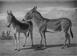 26:12 camel connection 18 590 просмотров. Africa In The Making Of An Iow Global Economy Chapter 2 Africa And The Indian Ocean World From Early Times To Circa 1900