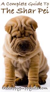 Meet spanky, butch, darla … more. Shar Pei Dog Breed Guide Checking Out Their Pros And Cons