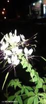 Image result for Cleome aculeata